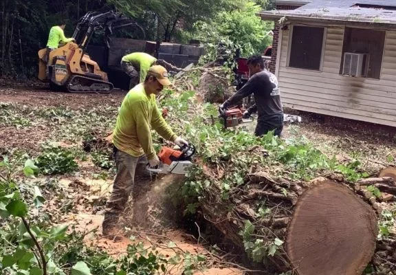 You must learn to monitor the trees of the houses, since as they can bring benefits for all who live around it, it can become a danger for us or for our community. We can avoid with good care and constant pruning, the total elimination of the trees.